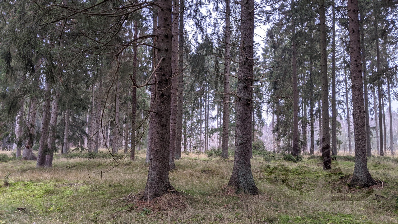 Blick in eine Nadelwald mit etwas Bodennebel